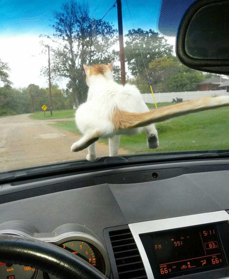 El mejor asiento de la casa | Imgur.com/z3a4tyj