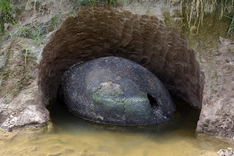 A Dinosaur Egg? | Getty Images Photo by EITAN ABRAMOVICH/AFP