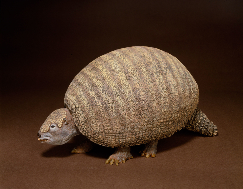 What Is a Glyptodon? | Alamy Stock Photo