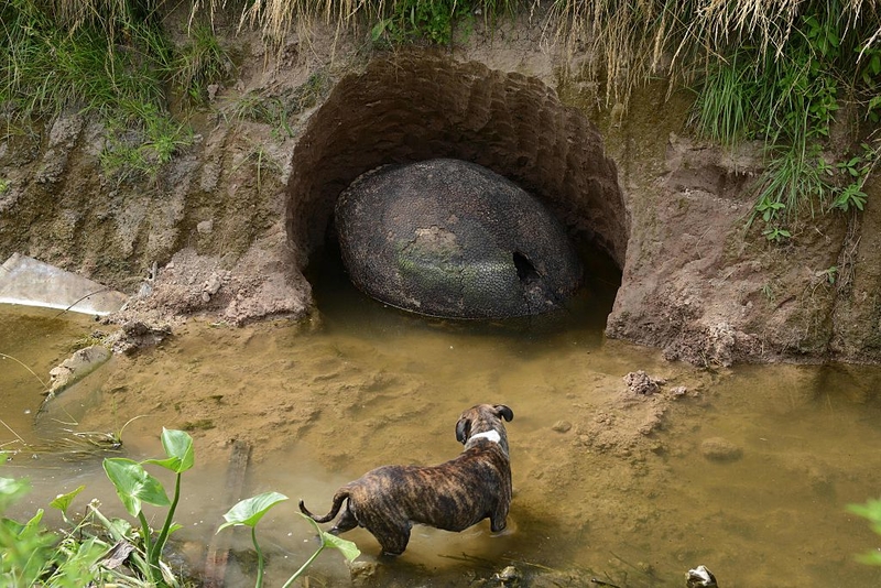 Sniffing Around | Getty Images Photo by EITAN ABRAMOVICH/AFP