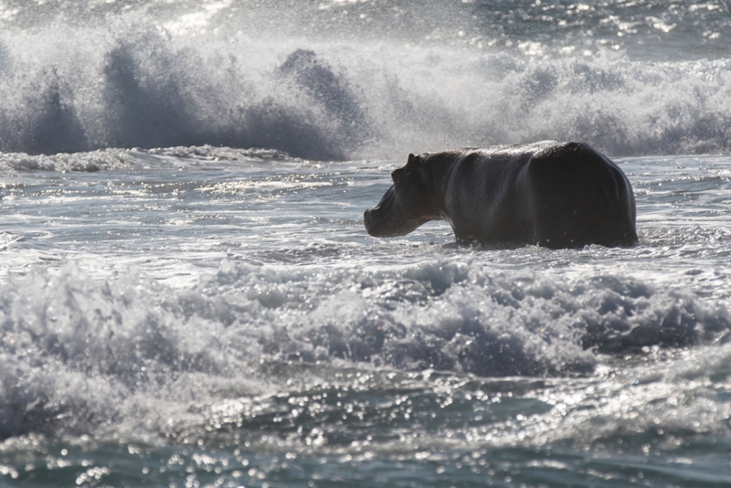 Auch Nilpferde können surfen! | Alamy Stock Photo by Nature Picture Library/Stephane Granzotto