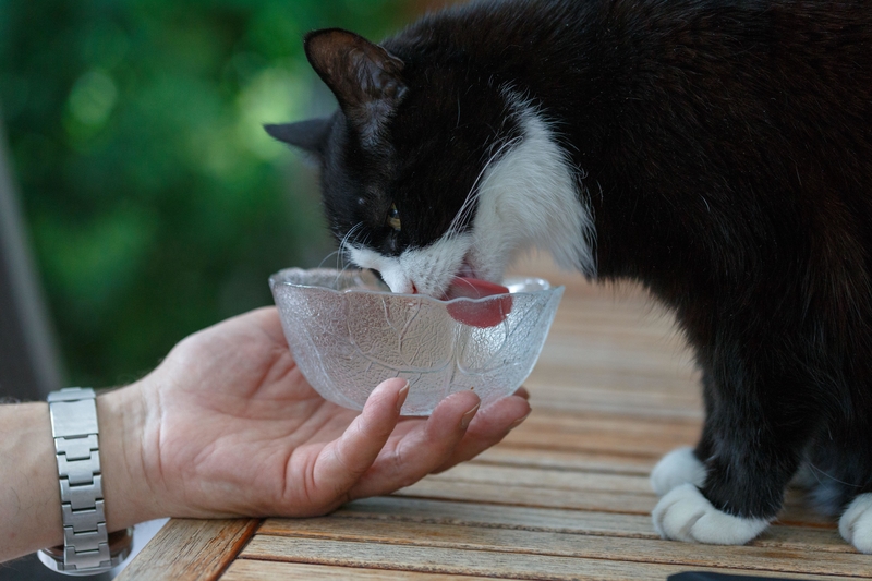 Pet Bowls | Alamy Stock Photo 