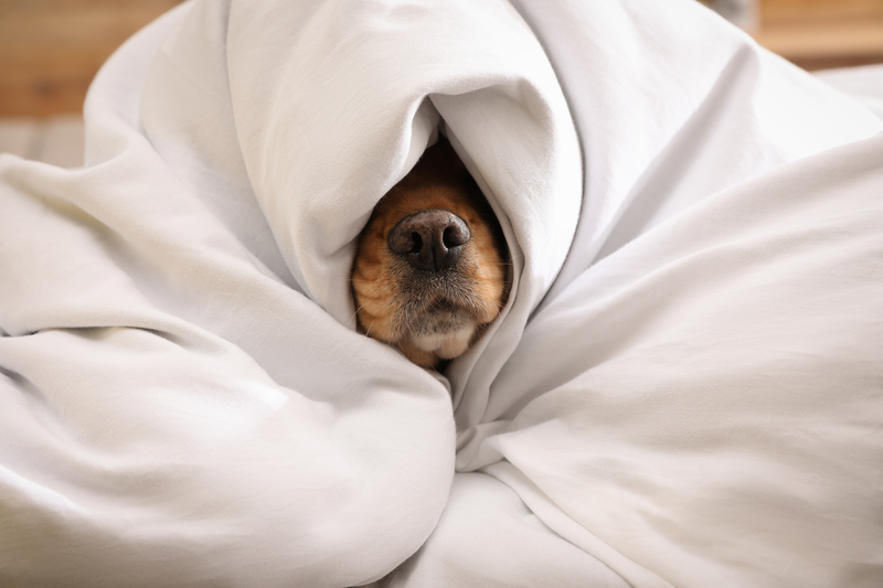 Your Pet’s Favorite Blanket | Shutterstock