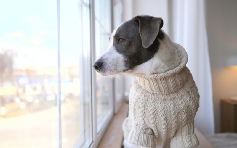 Doguinho de Casaco | Adobe Stock