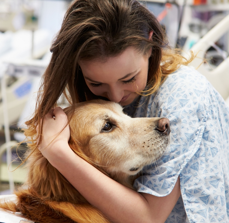 Cão de Terapia | Alamy Stock Photo