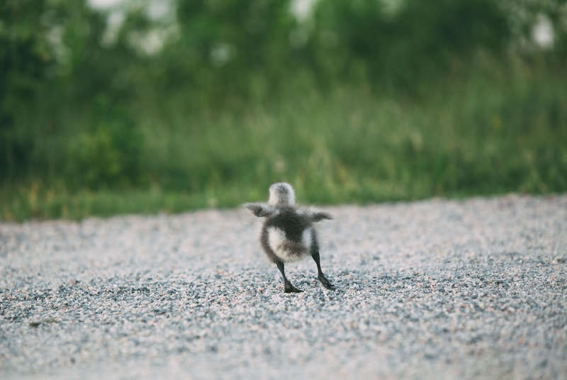 Eines Tages werde ich fliegen | Alamy Stock Photo