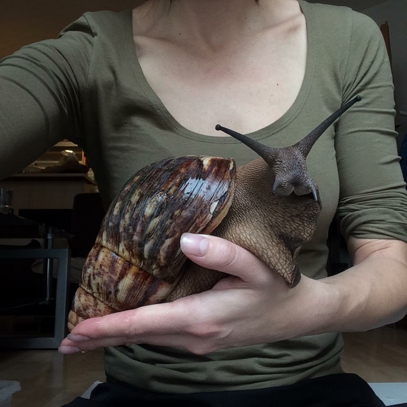 Ein Schneckenkaninchen? Eine Hasenschnecke? | Imgur.com/TheRealMrCrowley