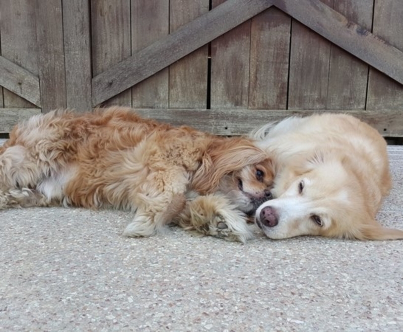 This Golden Retriever is a Service Dog to a Blind King Charles Spaniel | Facebook/@GingerAndKimchi