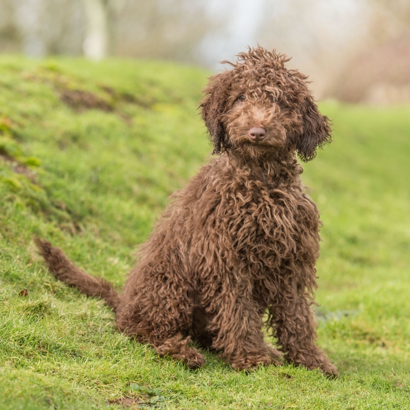 Labradoodle | Alamy Stock Photo