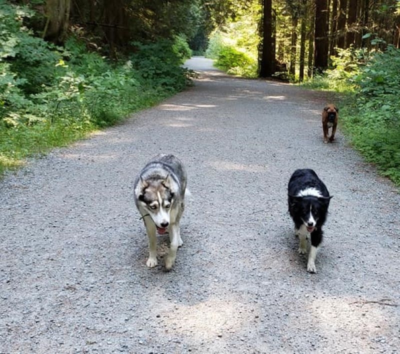 A Regular Start to the Day | Facebook/@AnnettesDoggieDaycare