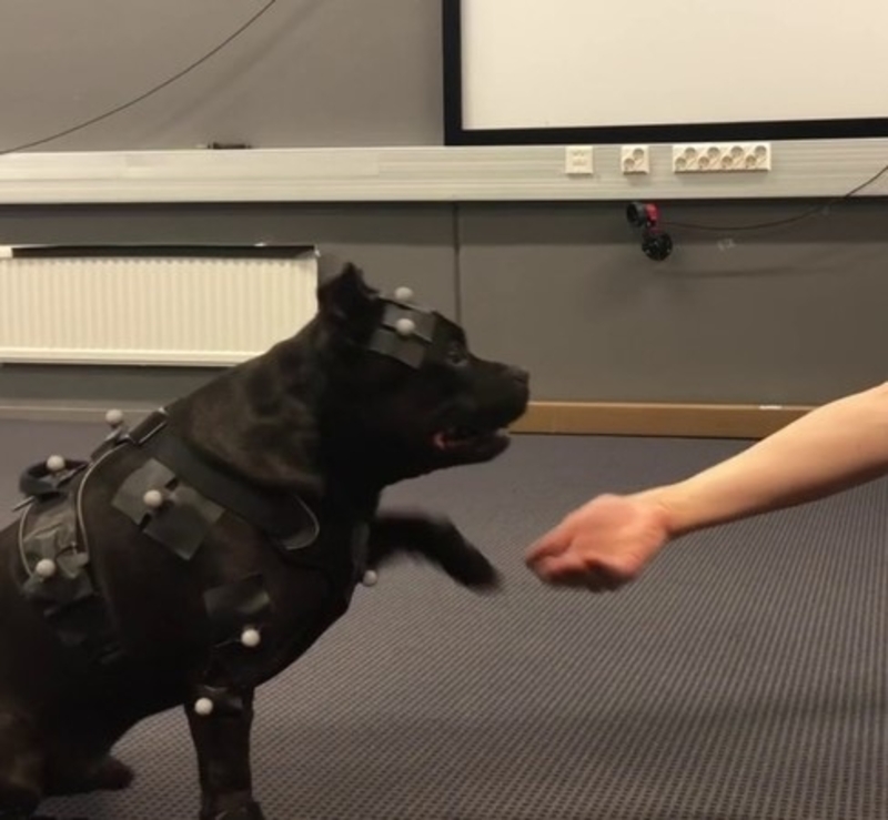 This Staffordshire Bull Terrier Helps Video-Game Animators | Twitter/@remedygames