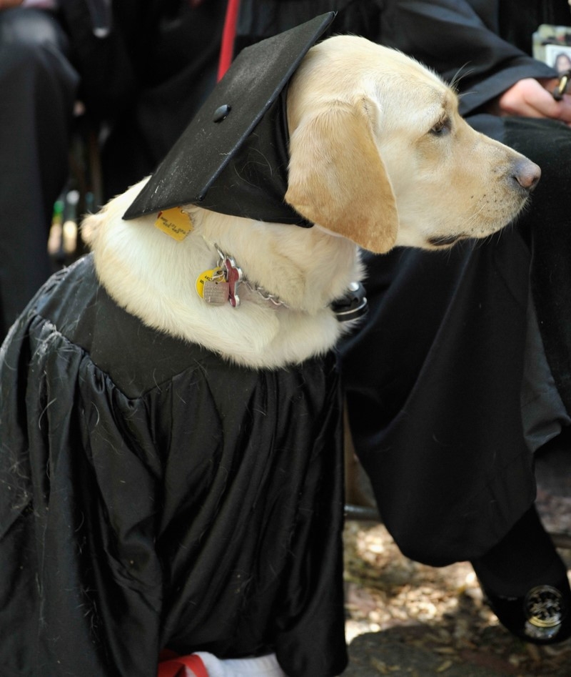 This Golden Retriever Received An Honorary Degree From Johns Hopkins University | Getty Images Photo by Paul Marotta