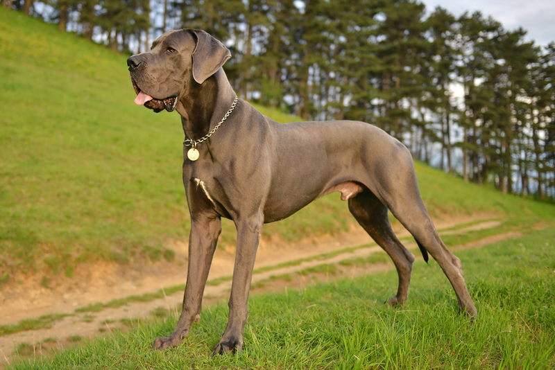 Great Dane | Shutterstock