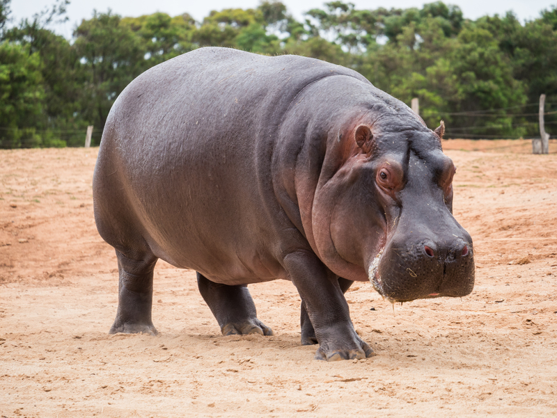 The One Animal that Scared the Crocodile Hunter | Shutterstock