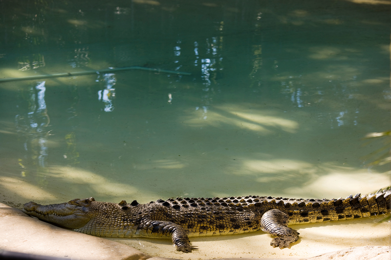 A Law Against Steve Irwin | Alamy Stock Photo