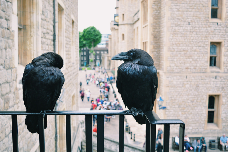 Siempre tiene que haber seis cuervos en la Torre de Londres | Getty Images Photo by Keren Sequeira / EyeEm