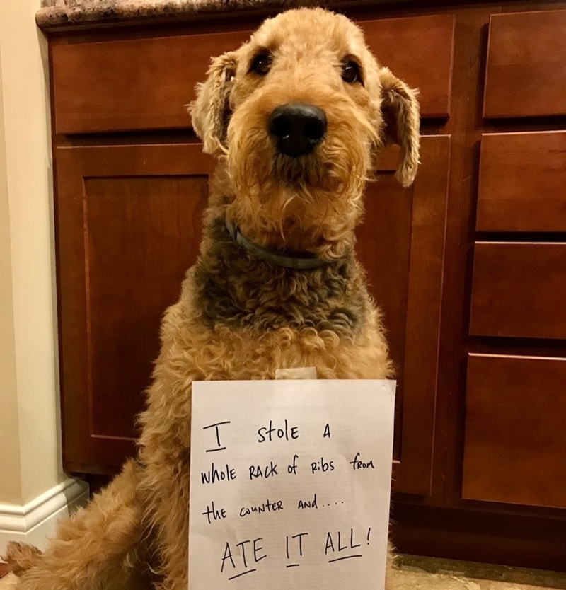 He Looks So Very Sorry | Instagram/@mollietheairedale