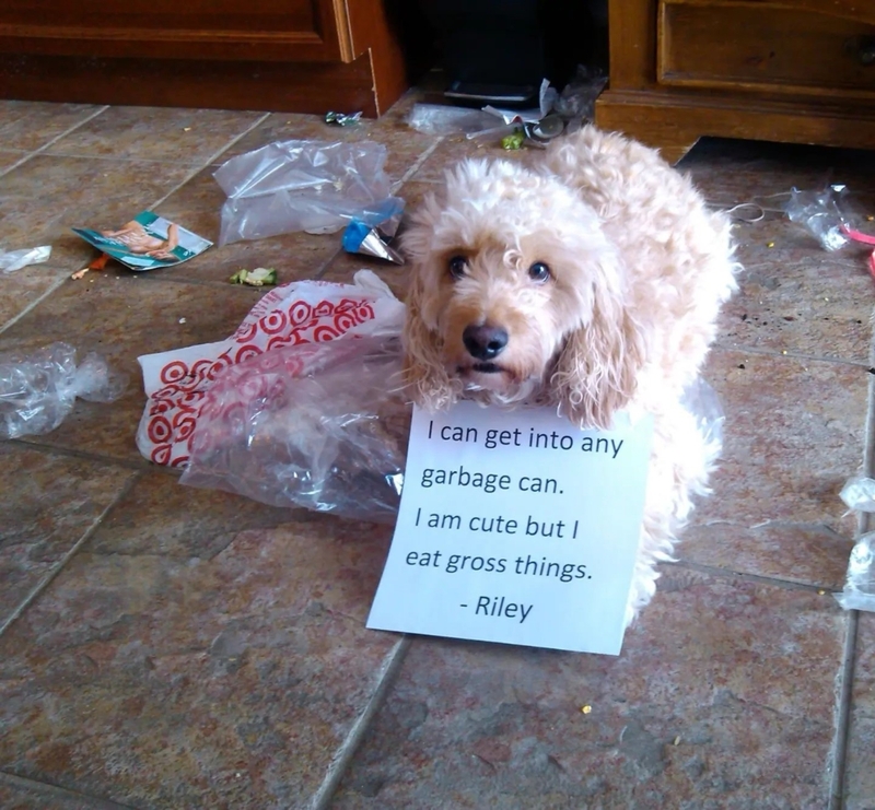 Riley Needs Some Hard Lessons | Instagram/@finn__cockapoo