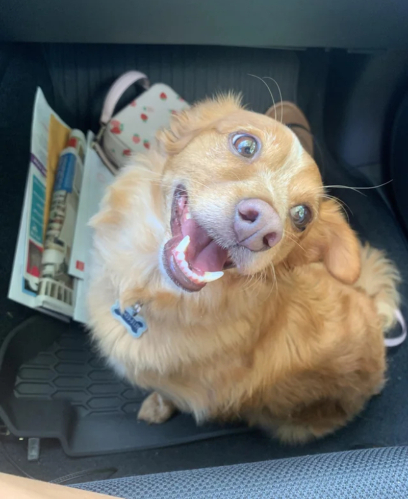 The Car Means Excitement | Reddit.com/Madison_fawn