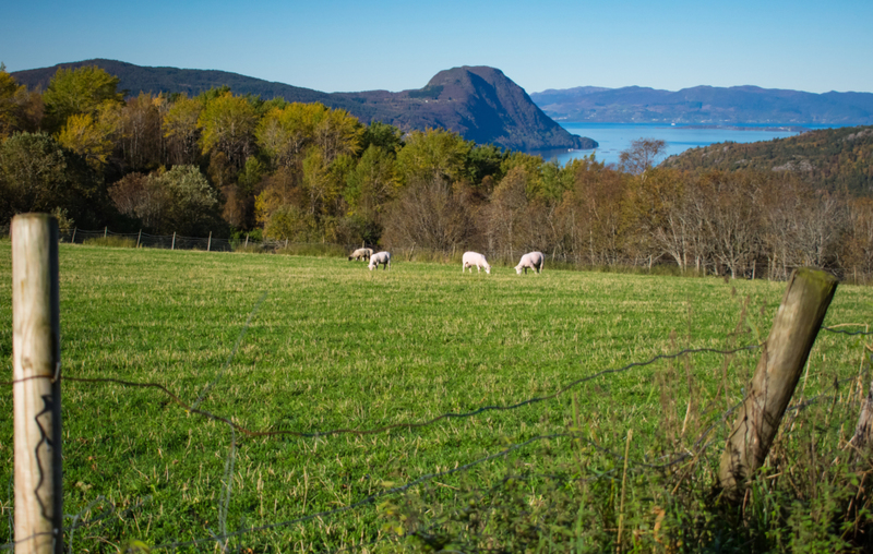 Wikinger verbrachten die meiste Zeit in der Landwirtschaft | Getty Images Photo by FreezeFrames