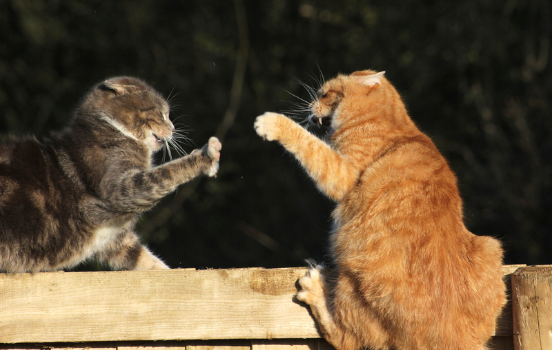 Katzenkämpfe | Alamy Stock Photo by Turnip Towers 