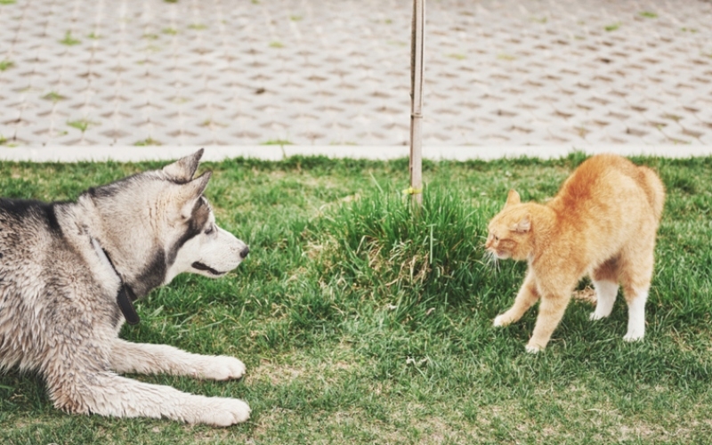 Keine Liebe zu Hunden | Getty Images Photo by standret