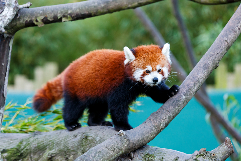 Panda vermelho | Shutterstock