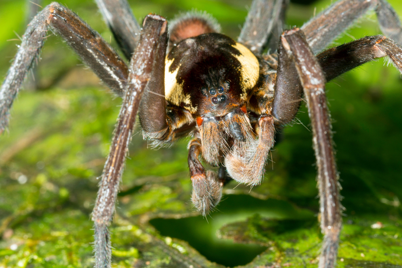 Aranha gigante pescadora da Amazônia | Alamy Stock Photo