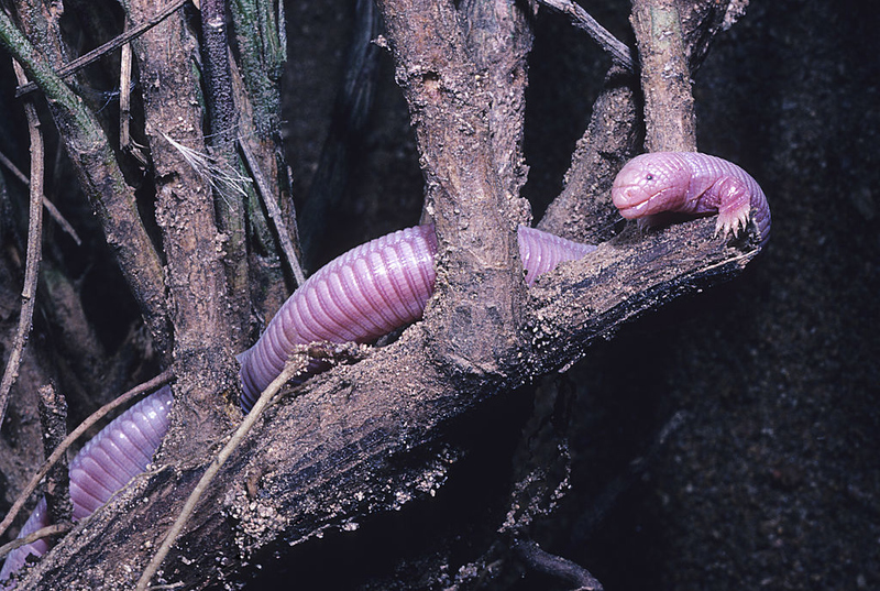 Lagarto Toupeira Mexicano | Getty Images Photo by Wild Horizons/Universal Images Group