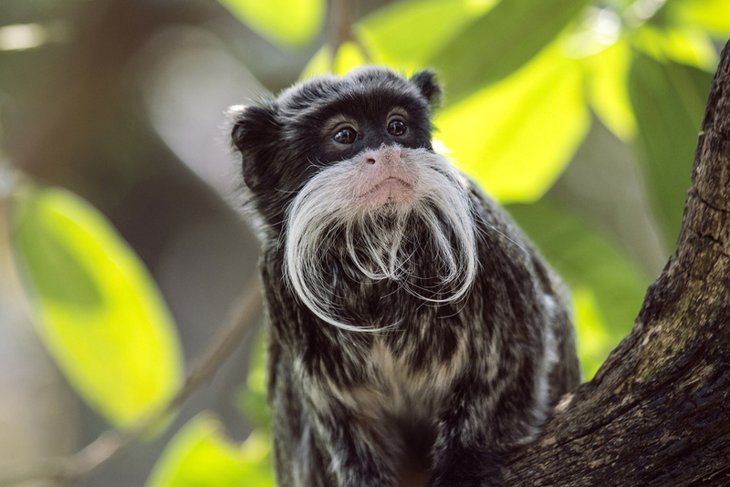 Sagui imperador | Shutterstock