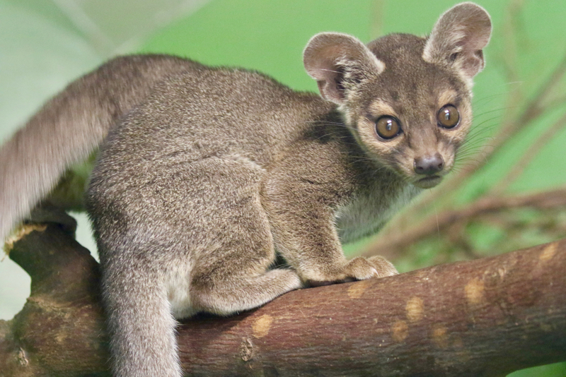 Fossa | Shutterstock