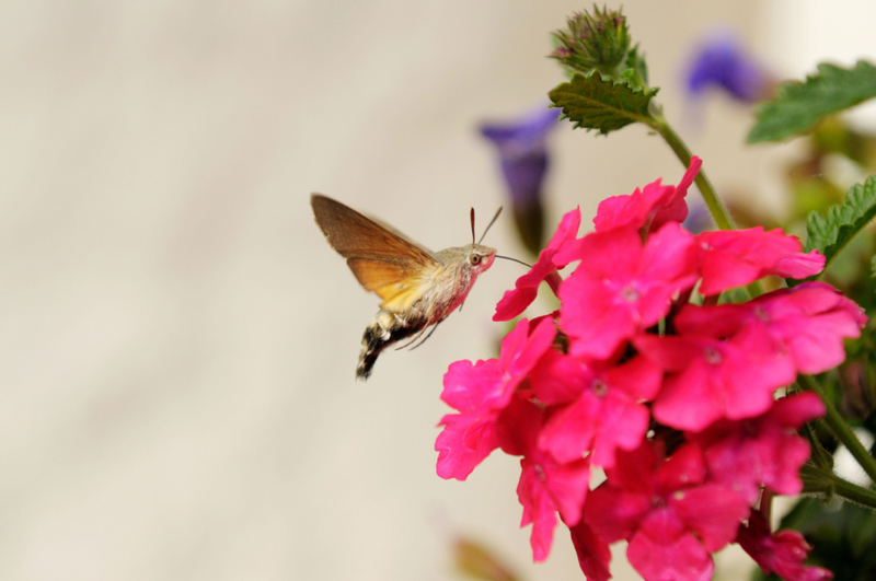 Mariposa Beija-Flor | Alamy Stock Photo