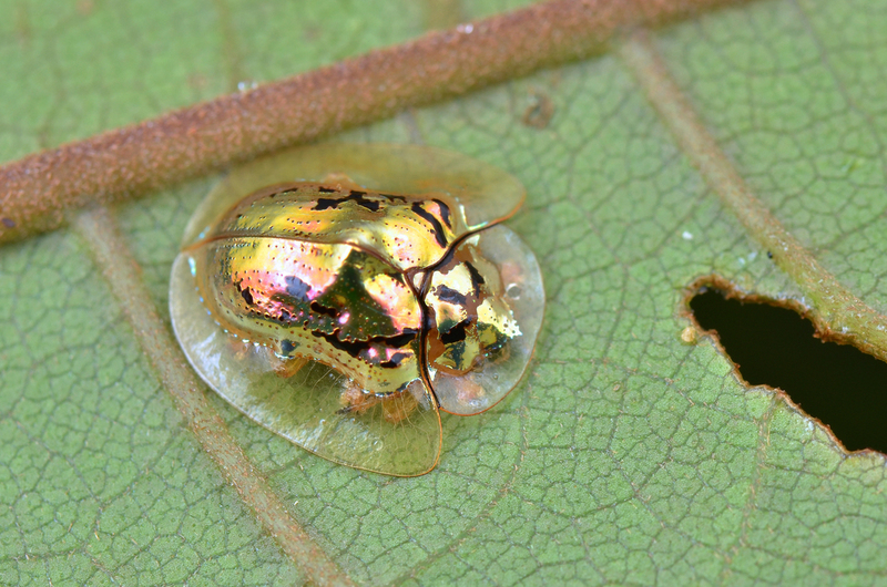 Besouro dourado | Shutterstock