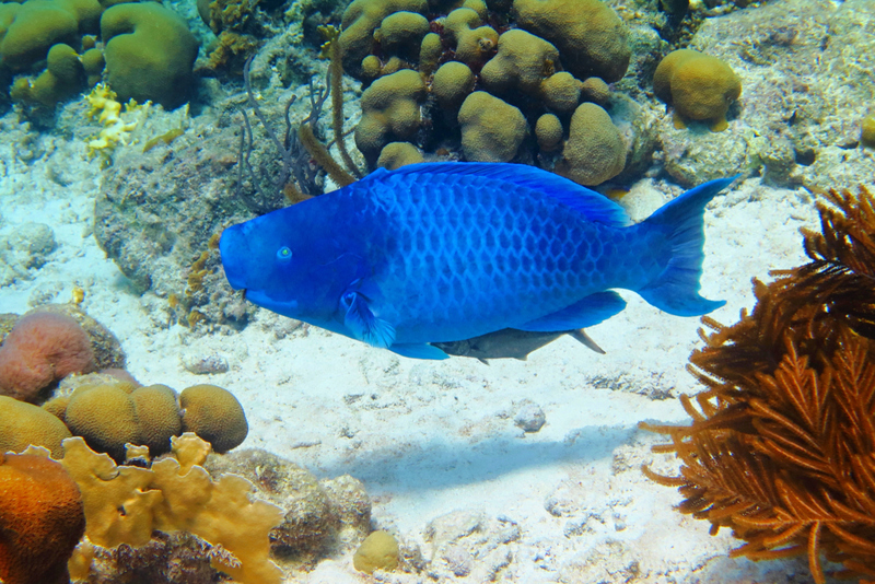 Peixe-papagaio-azul | Shutterstock