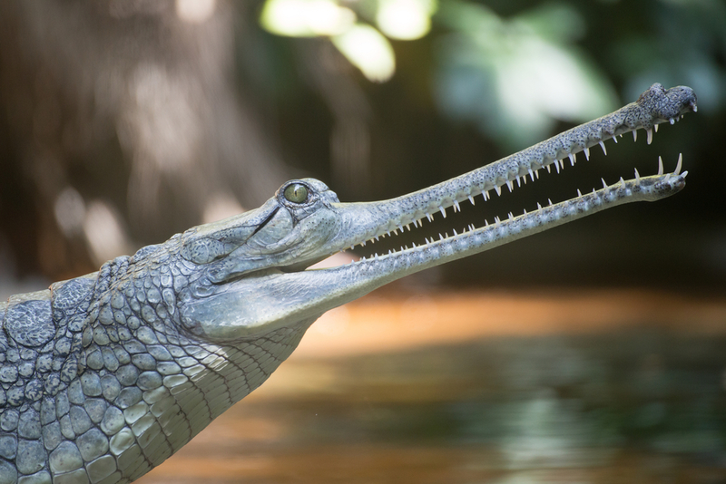 Gavial indiano | Shutterstock