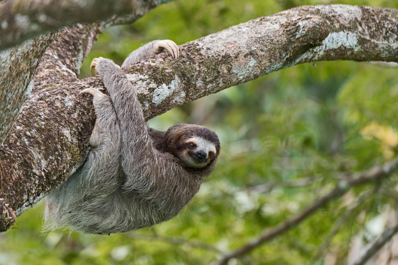 Bicho-Preguiça | Alamy Stock Photo