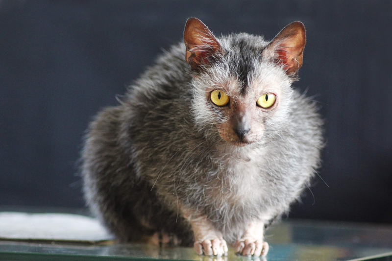 The Wolf-Cat | Getty Images Photo by Angela Emanuelsson/EyeEm