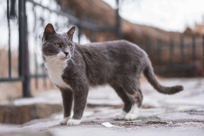 Short and Shaggy | Shutterstock