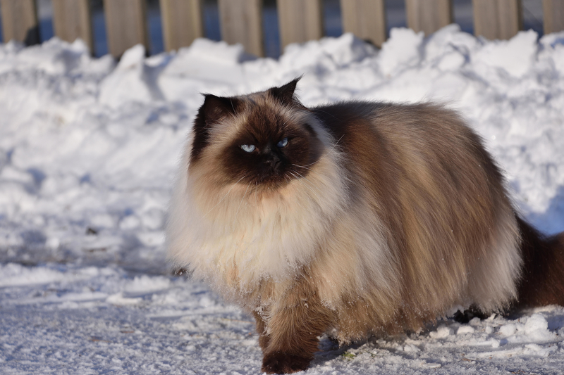 Comfortable in the Snow | Alamy Stock Photo