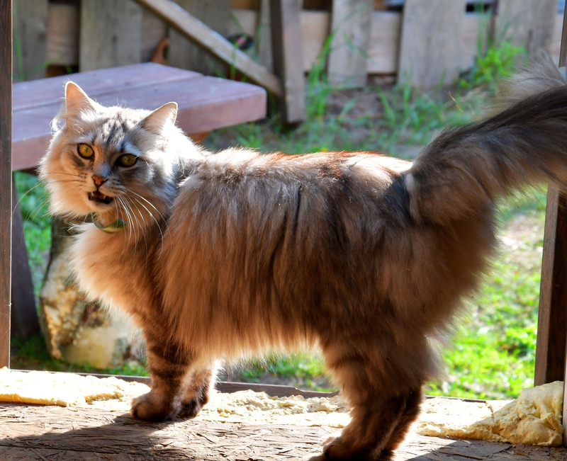 It’s So Fluffy I’m Gonna Die! | Alamy Stock Photo