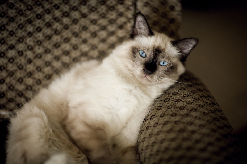 Bow Down to the Sacred Cat | Getty Images Photo by Nico De Pasquale Photography