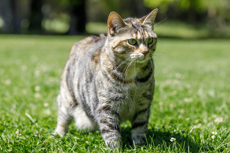 No Wild Animals Here | Getty Images Photo by yhelfman