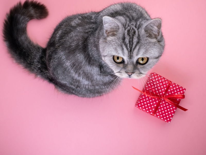 Regalos sangrientos | Alamy Stock Photo by Natalia Gdovskaia 