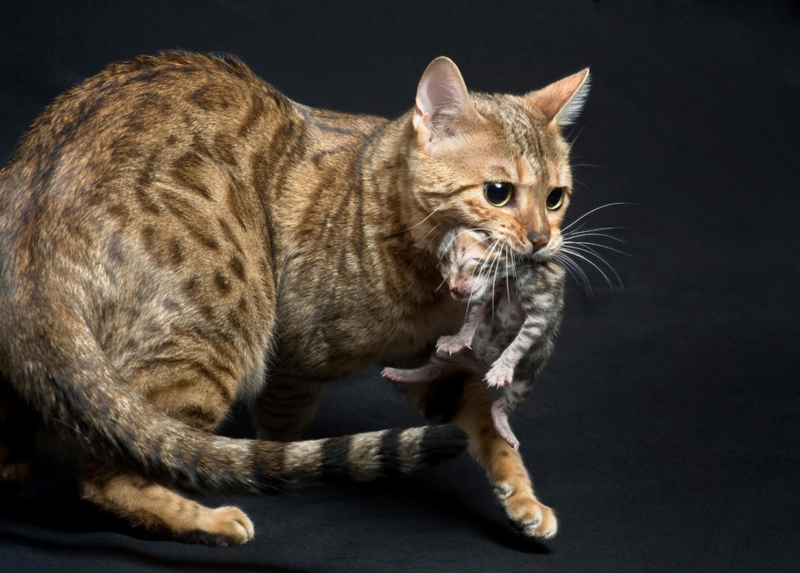 “Scruffing” | Alamy Stock Photo by Katherine Gaines 