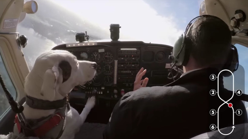 Cão piloto | mashable