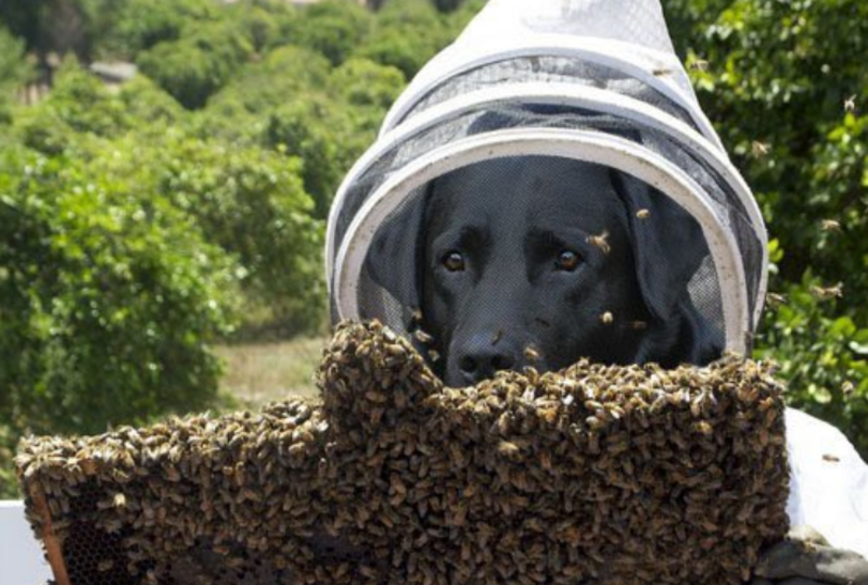 Este cão labrador ajuda a salvar as abelhas | Twitter/@cl0in