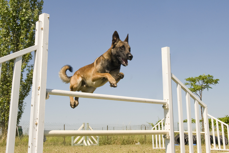 Pastor Malinois participa de missões de combate da marinha dos EUA | Shutterstock