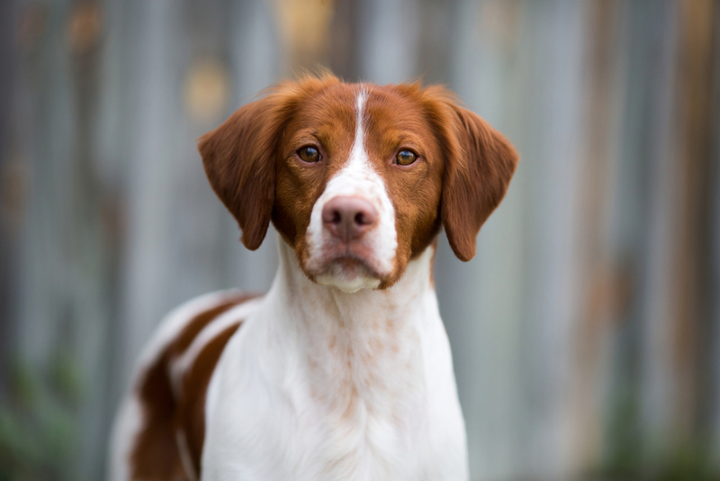 Spaniel Bretão | Shutterstock