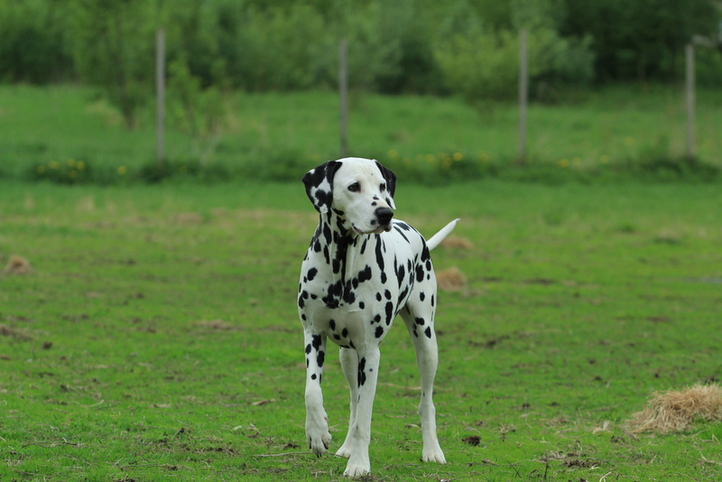 Dálmata | Shutterstock