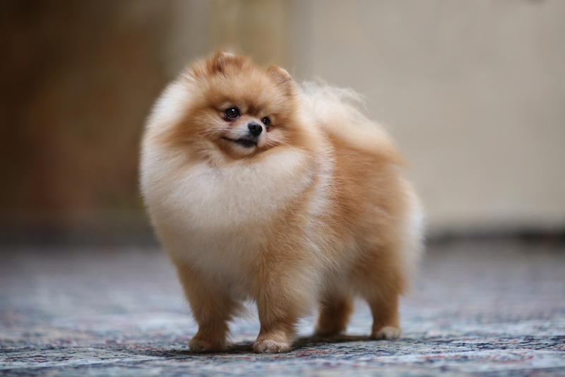 Lulu da Pomerânia | Shutterstock